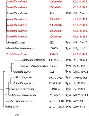 Rouxiella badensis, a new bacterial pathogen of onion causing bulb rot